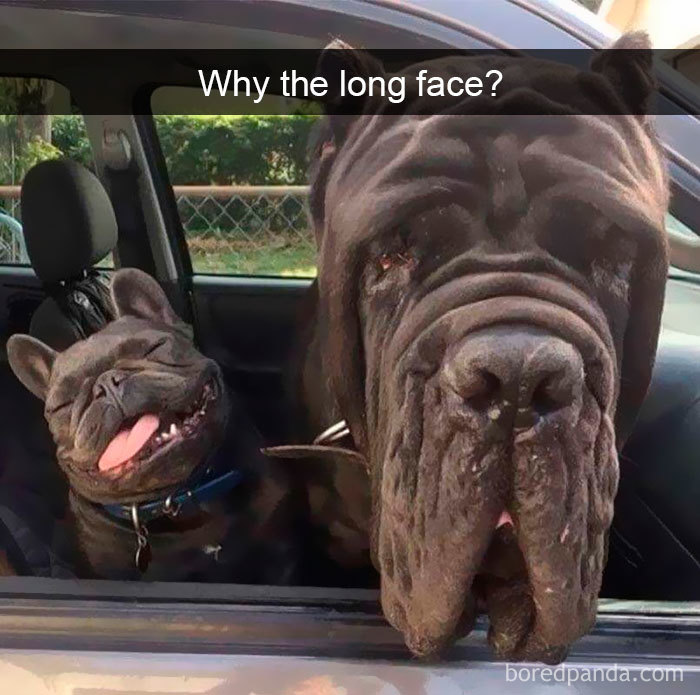 191 Hilarious Dog Snapchats That Are Impawsible Not To Laugh At (Part 4)