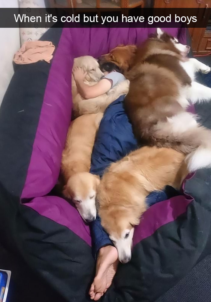 191 Hilarious Dog Snapchats That Are Impawsible Not To Laugh At (Part 4)