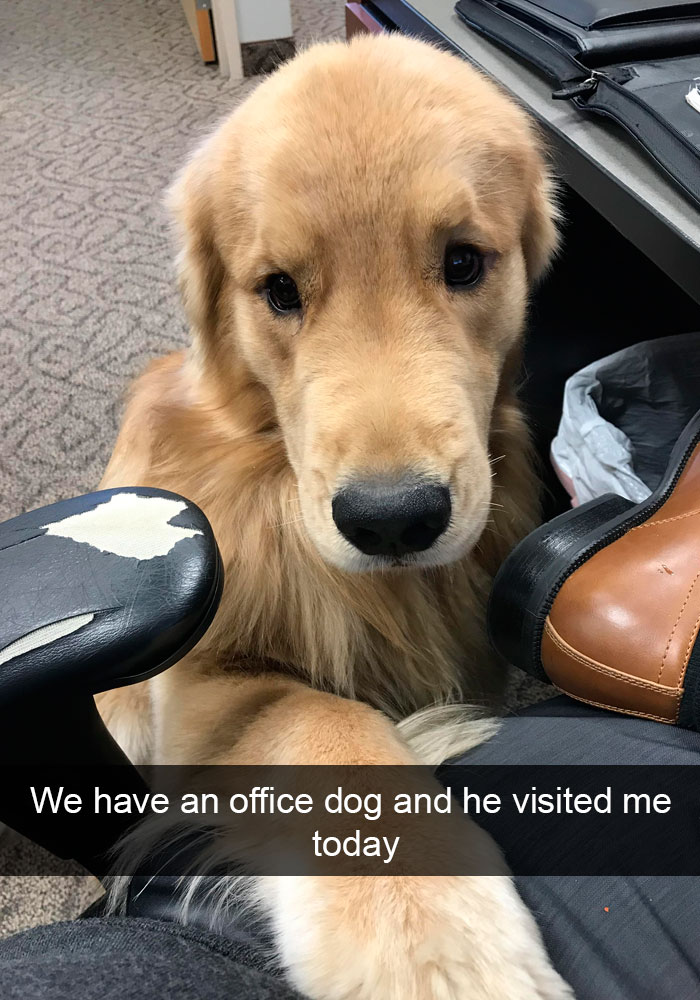 191 Hilarious Dog Snapchats That Are Impawsible Not To Laugh At (Part 4)