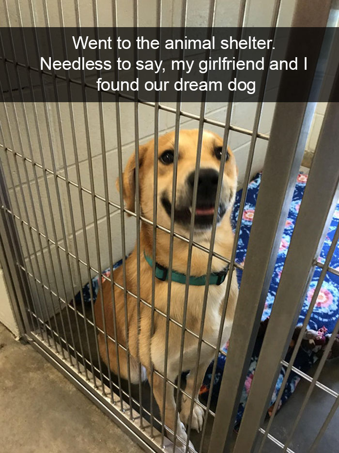 191 Hilarious Dog Snapchats That Are Impawsible Not To Laugh At (Part 4)