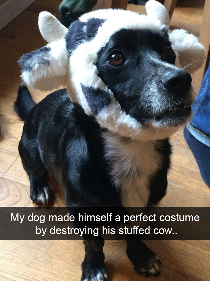 191 Hilarious Dog Snapchats That Are Impawsible Not To Laugh At (Part 4)