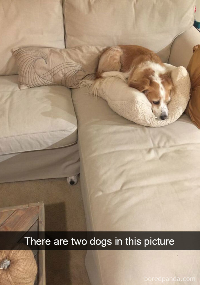 191 Hilarious Dog Snapchats That Are Impawsible Not To Laugh At (Part 4)