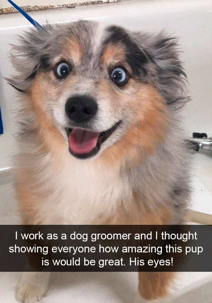 191 Hilarious Dog Snapchats That Are Impawsible Not To Laugh At (Part 4)