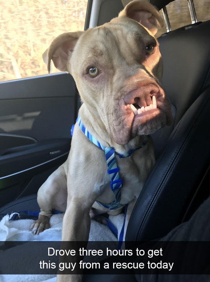 191 Hilarious Dog Snapchats That Are Impawsible Not To Laugh At (Part 4)