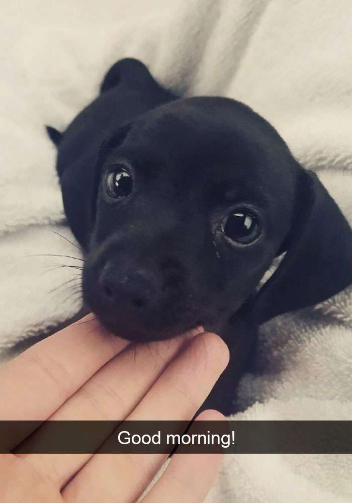 191 Hilarious Dog Snapchats That Are Impawsible Not To Laugh At (Part 4)