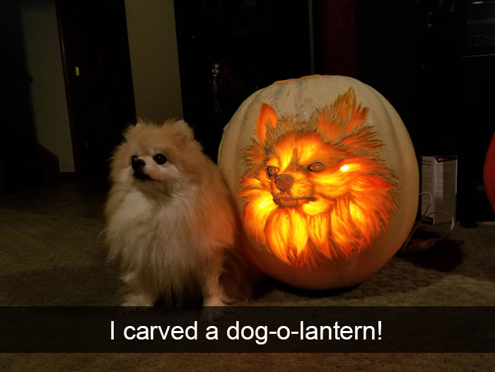 191 Hilarious Dog Snapchats That Are Impawsible Not To Laugh At (Part 4)