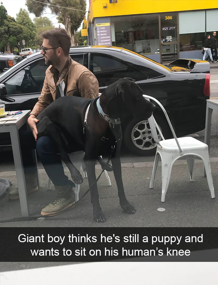 191 Hilarious Dog Snapchats That Are Impawsible Not To Laugh At (Part 4)