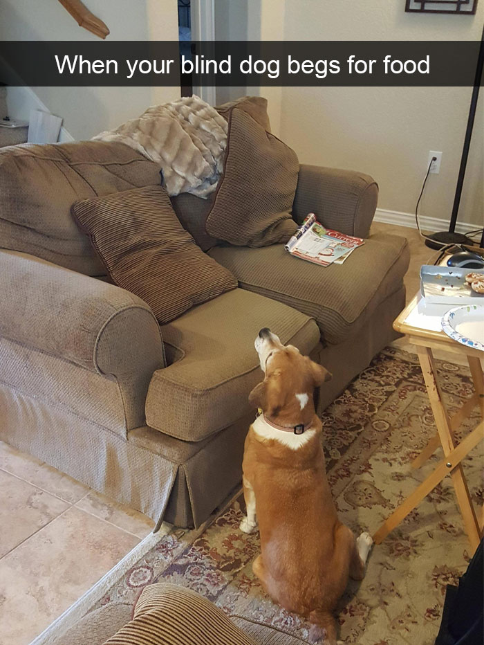 191 Hilarious Dog Snapchats That Are Impawsible Not To Laugh At (Part 4)