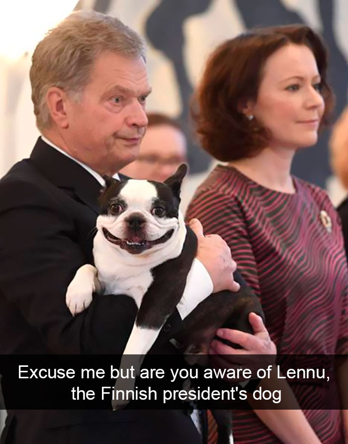 191 Hilarious Dog Snapchats That Are Impawsible Not To Laugh At (Part 4)