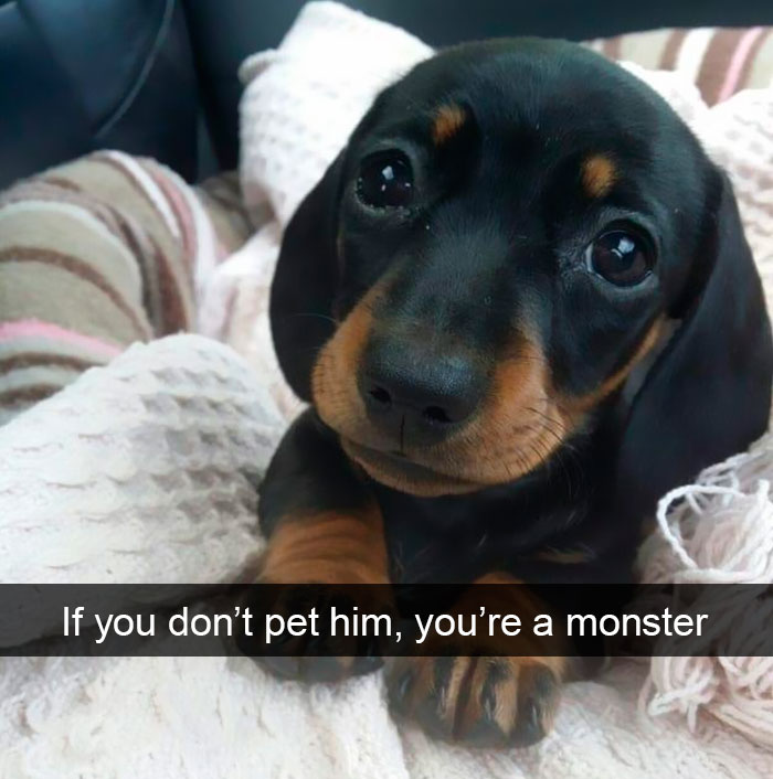 191 Hilarious Dog Snapchats That Are Impawsible Not To Laugh At (Part 4)