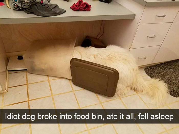 191 Hilarious Dog Snapchats That Are Impawsible Not To Laugh At (Part 4)