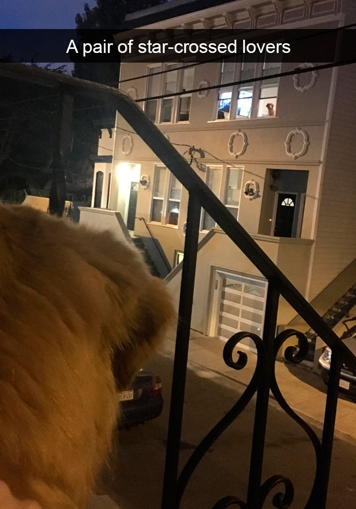 191 Hilarious Dog Snapchats That Are Impawsible Not To Laugh At (Part 4)