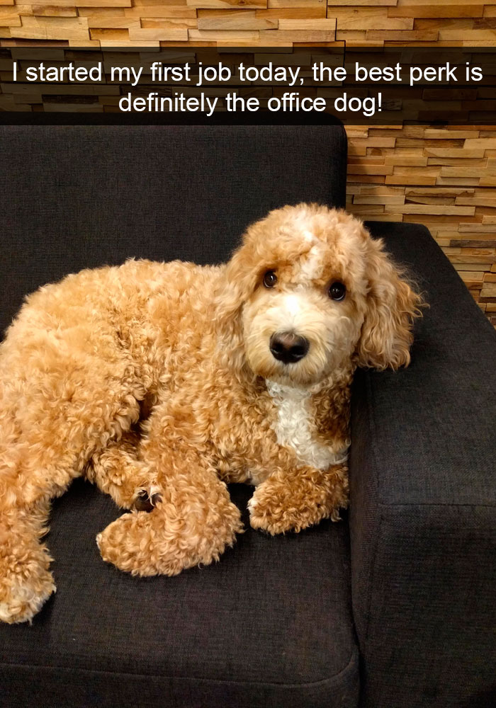 191 Hilarious Dog Snapchats That Are Impawsible Not To Laugh At (Part 4)