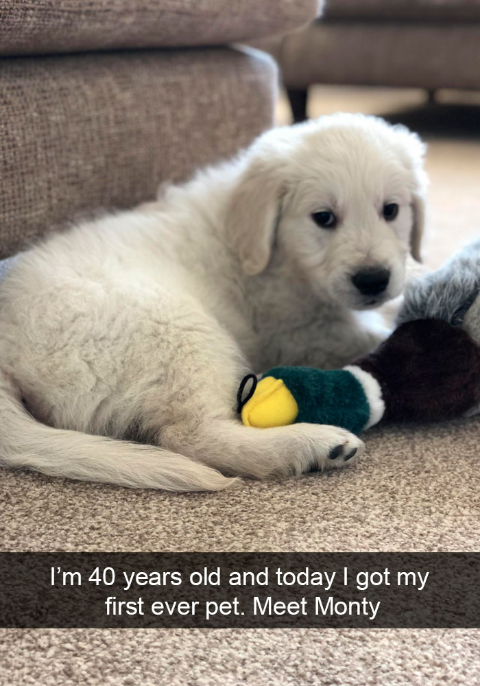 191 Hilarious Dog Snapchats That Are Impawsible Not To Laugh At (Part 4)