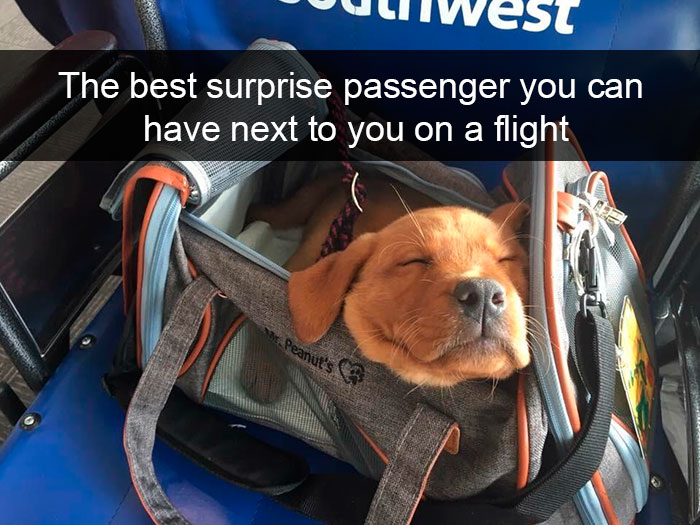 191 Hilarious Dog Snapchats That Are Impawsible Not To Laugh At (Part 4)