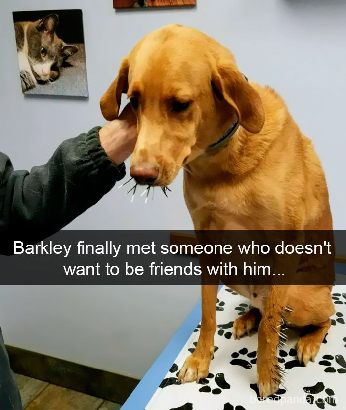 191 Hilarious Dog Snapchats That Are Impawsible Not To Laugh At (Part 4)