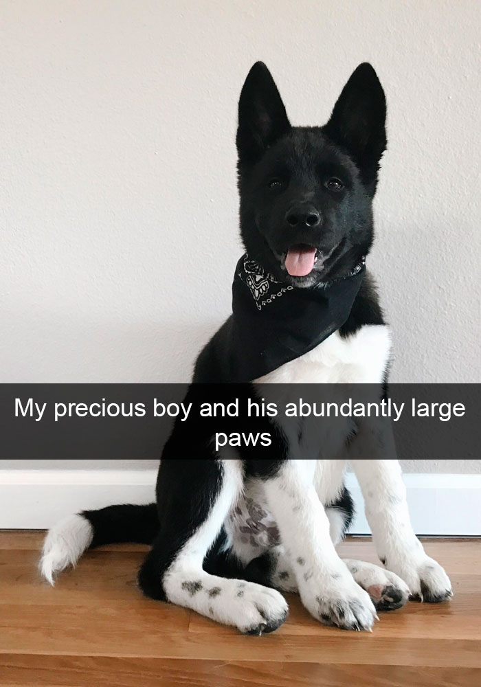 191 Hilarious Dog Snapchats That Are Impawsible Not To Laugh At (Part 4)