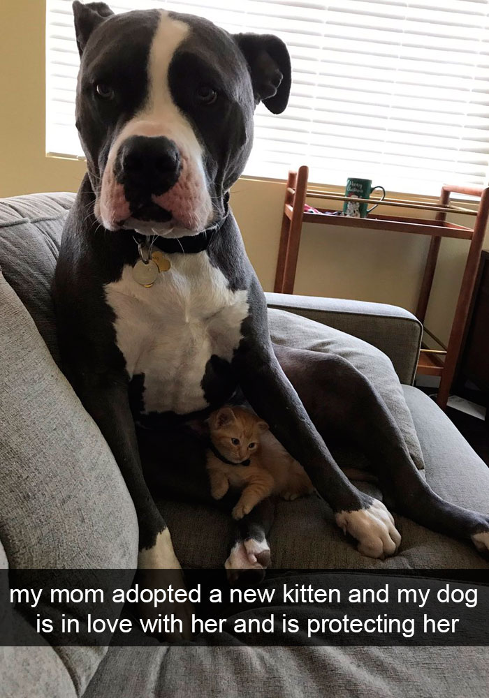 191 Hilarious Dog Snapchats That Are Impawsible Not To Laugh At (Part 4)
