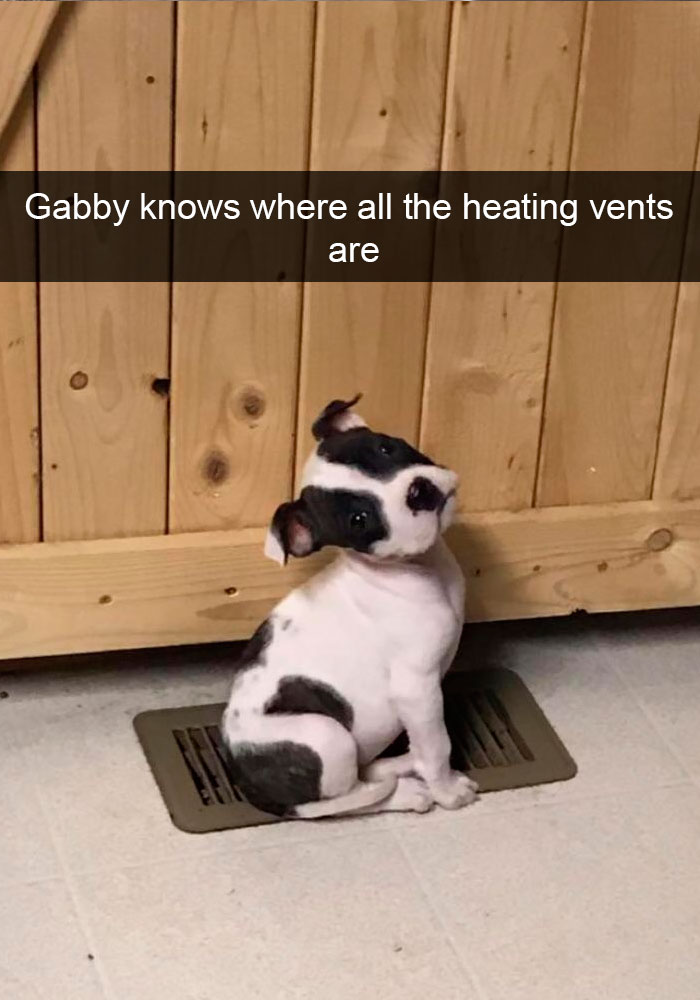 191 Hilarious Dog Snapchats That Are Impawsible Not To Laugh At (Part 4)