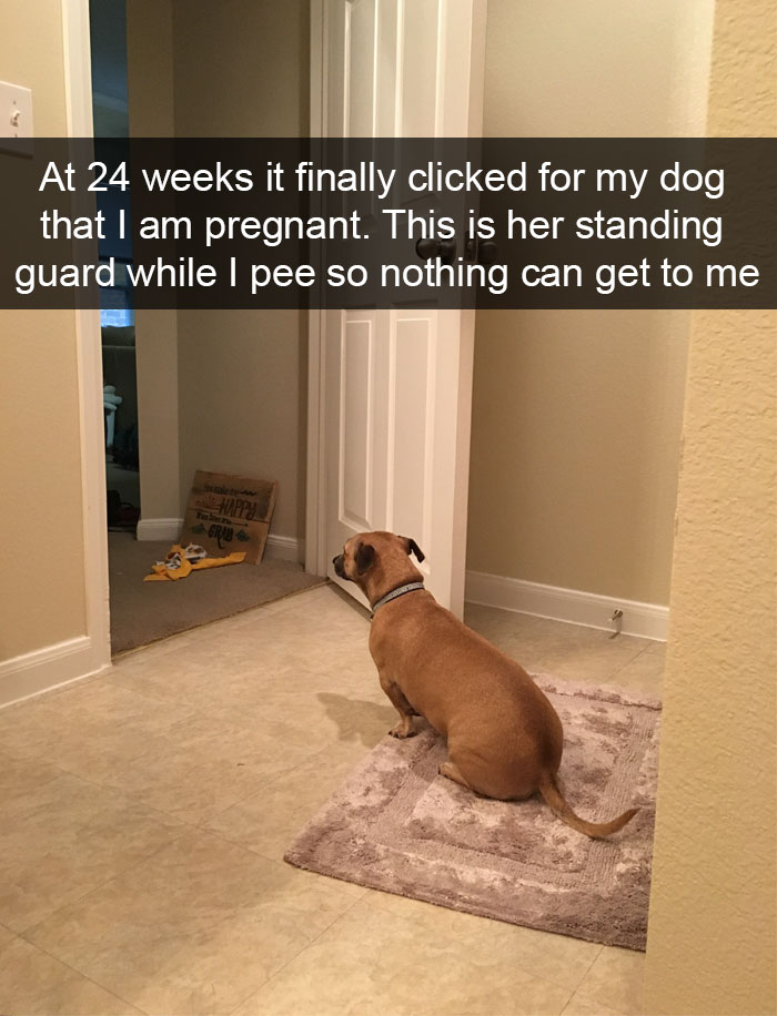 191 Hilarious Dog Snapchats That Are Impawsible Not To Laugh At (Part 4)