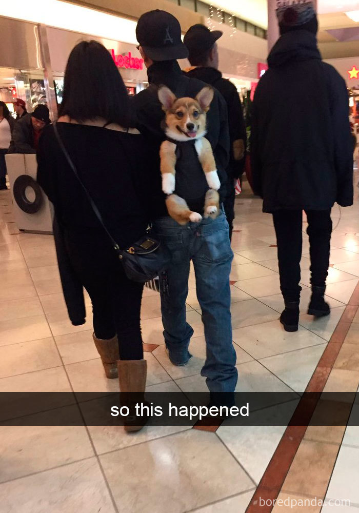 191 Hilarious Dog Snapchats That Are Impawsible Not To Laugh At (Part 4)