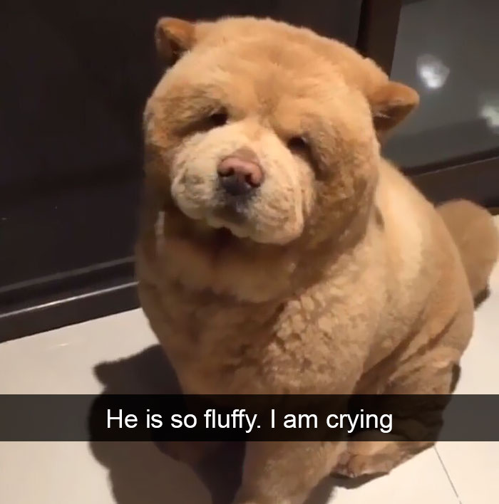 191 Hilarious Dog Snapchats That Are Impawsible Not To Laugh At (Part 4)