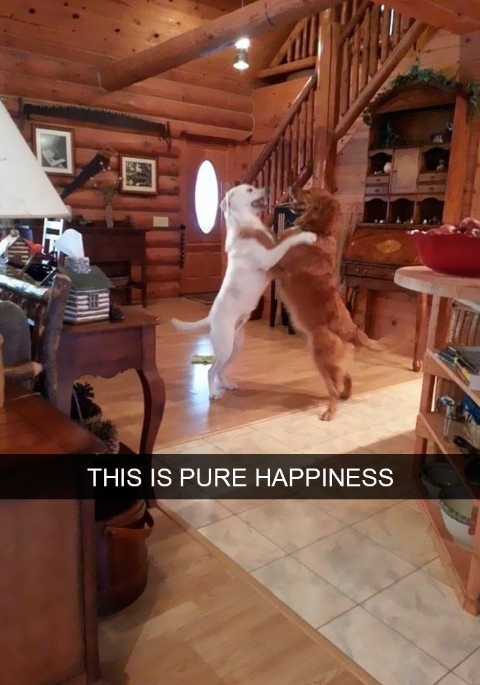 191 Hilarious Dog Snapchats That Are Impawsible Not To Laugh At (Part 4)