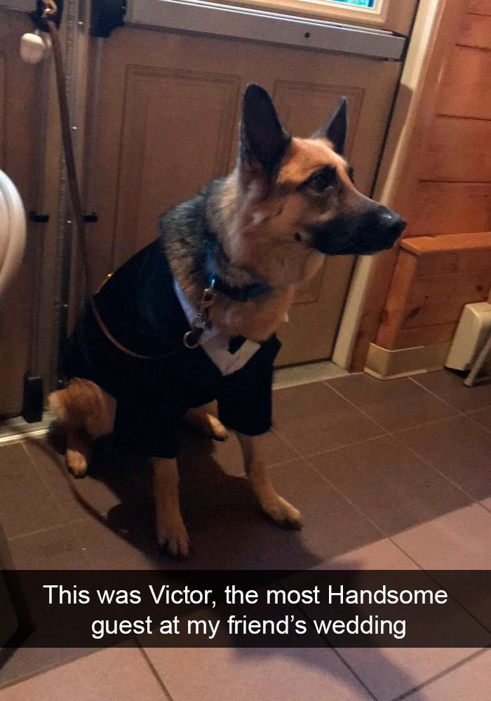 191 Hilarious Dog Snapchats That Are Impawsible Not To Laugh At (Part 4)