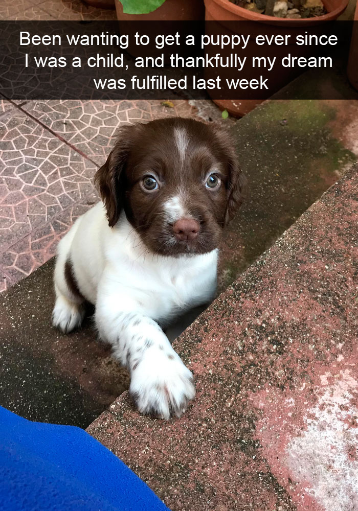 191 Hilarious Dog Snapchats That Are Impawsible Not To Laugh At (Part 4)