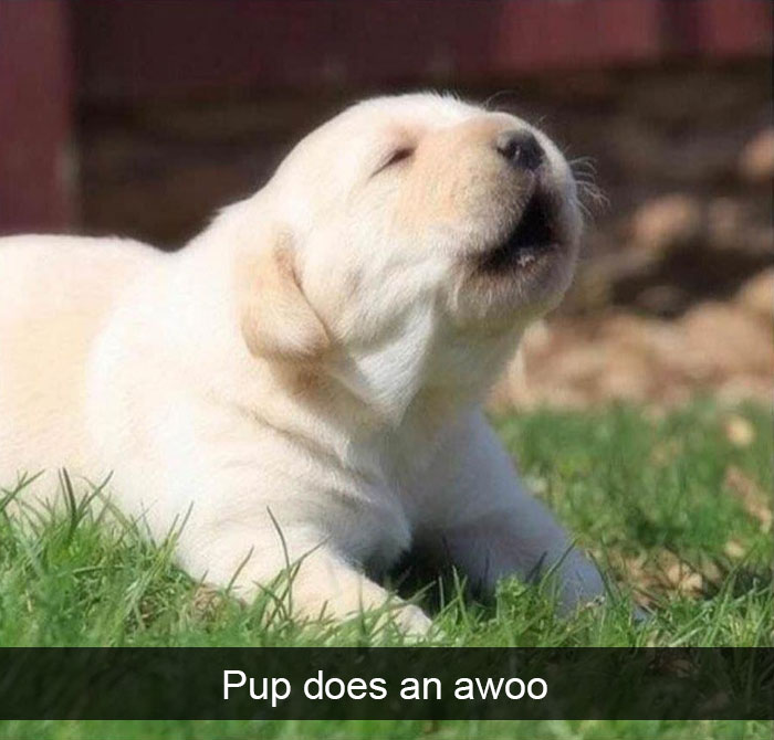 191 Hilarious Dog Snapchats That Are Impawsible Not To Laugh At (Part 4)