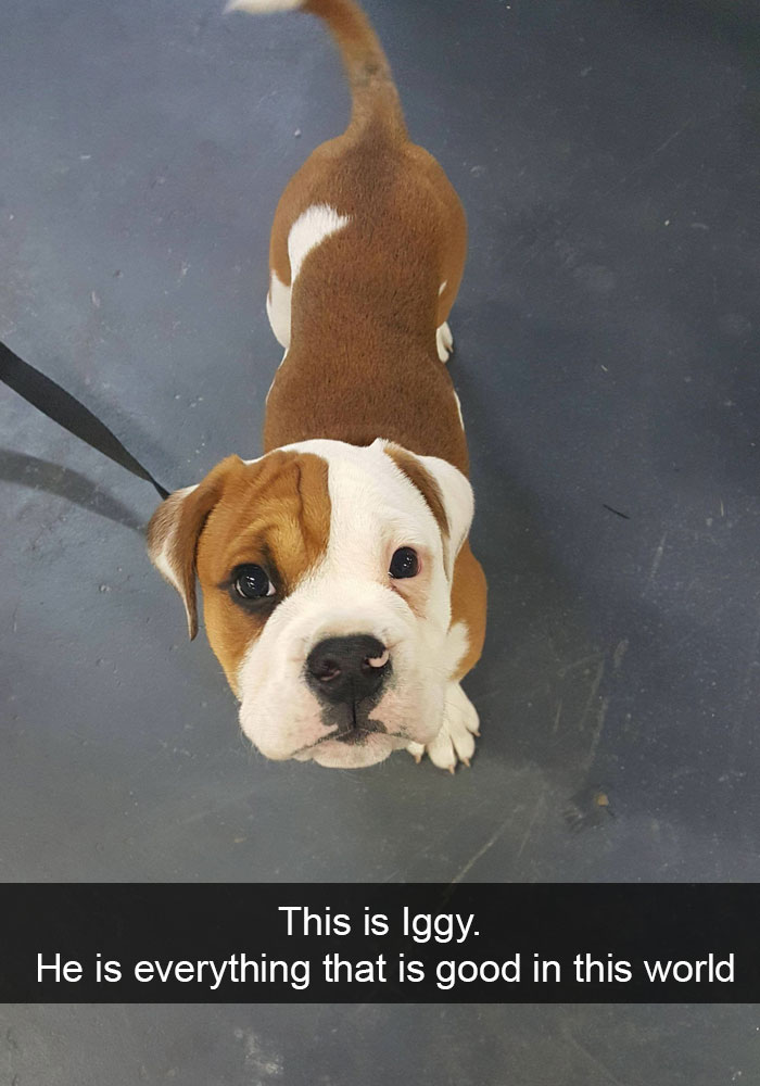 191 Hilarious Dog Snapchats That Are Impawsible Not To Laugh At (Part 4)