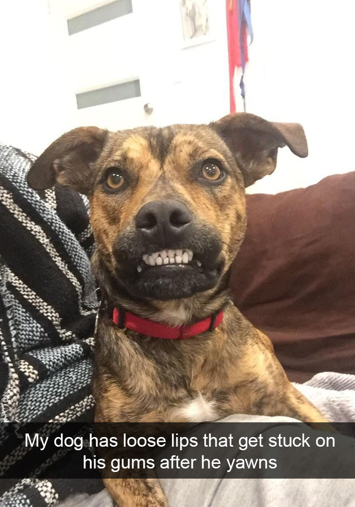 191 Hilarious Dog Snapchats That Are Impawsible Not To Laugh At (Part 4)