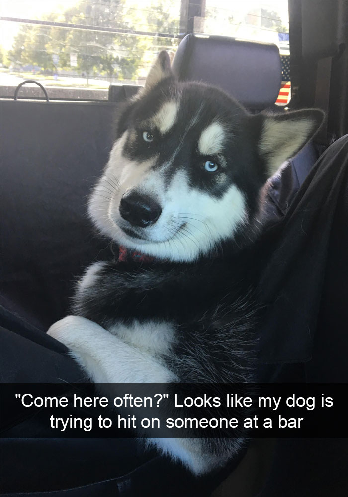 191 Hilarious Dog Snapchats That Are Impawsible Not To Laugh At (Part 4)