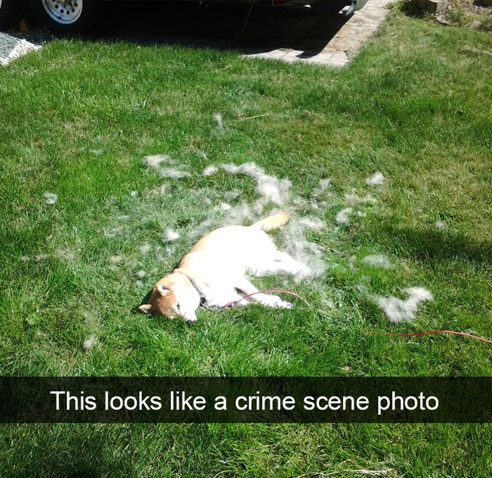 191 Hilarious Dog Snapchats That Are Impawsible Not To Laugh At (Part 4)
