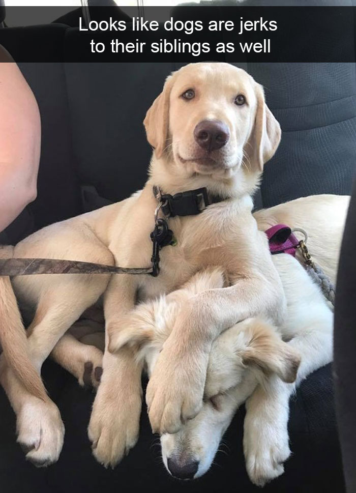 191 Hilarious Dog Snapchats That Are Impawsible Not To Laugh At (Part 4)