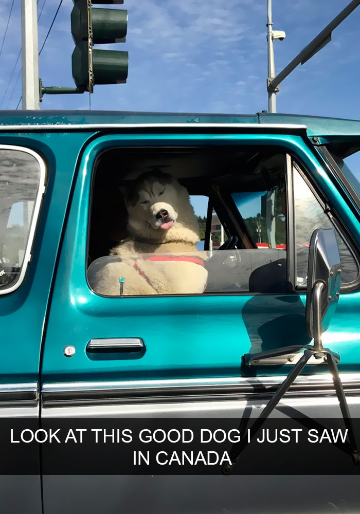 191 Hilarious Dog Snapchats That Are Impawsible Not To Laugh At (Part 4)