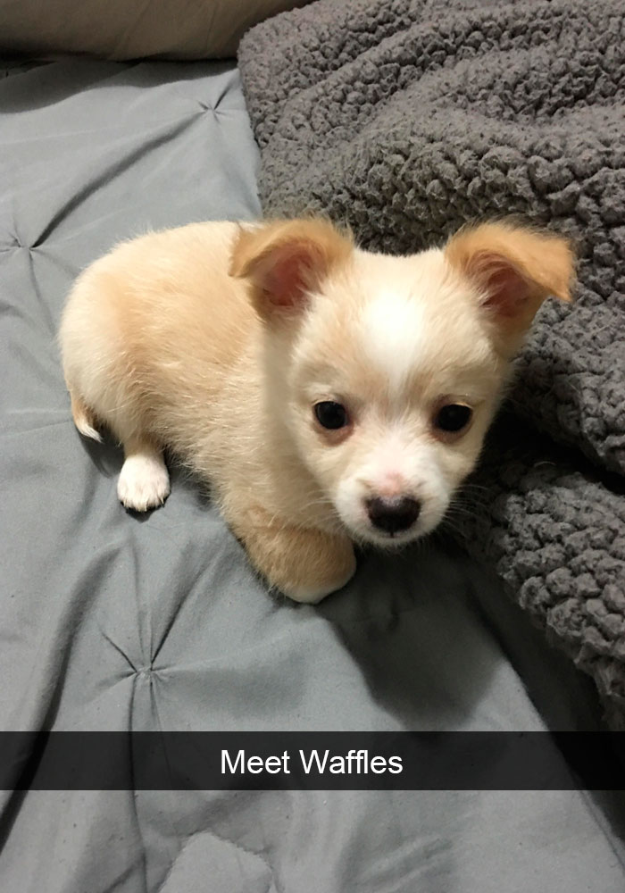 191 Hilarious Dog Snapchats That Are Impawsible Not To Laugh At (Part 4)