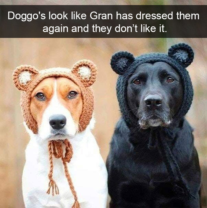 191 Hilarious Dog Snapchats That Are Impawsible Not To Laugh At (Part 4)