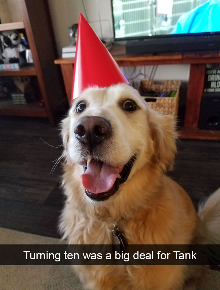 191 Hilarious Dog Snapchats That Are Impawsible Not To Laugh At (Part 4)