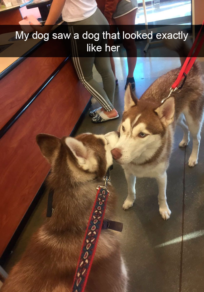 191 Hilarious Dog Snapchats That Are Impawsible Not To Laugh At (Part 4)