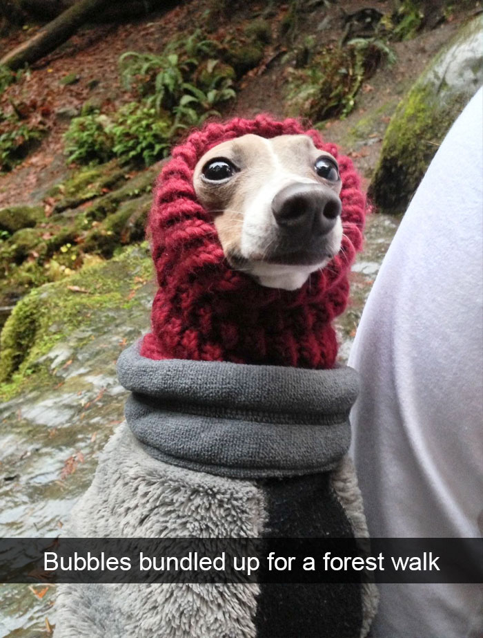 191 Hilarious Dog Snapchats That Are Impawsible Not To Laugh At (Part 4)
