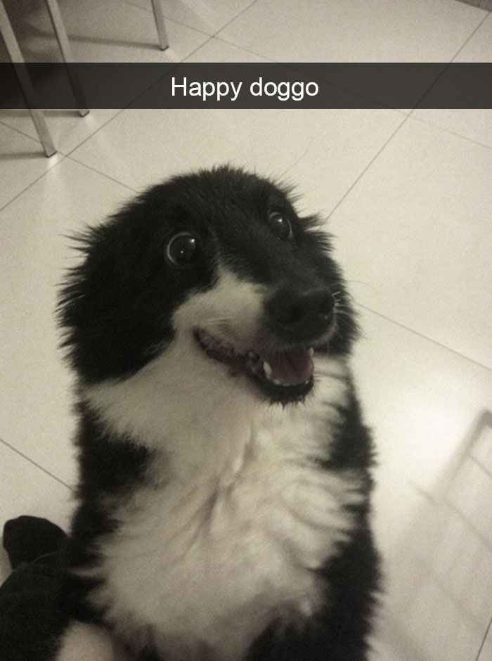 191 Hilarious Dog Snapchats That Are Impawsible Not To Laugh At (Part 4)