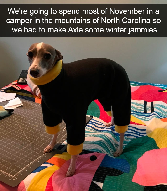 191 Hilarious Dog Snapchats That Are Impawsible Not To Laugh At (Part 4)