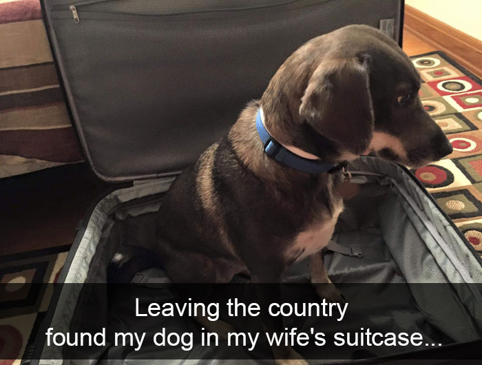 191 Hilarious Dog Snapchats That Are Impawsible Not To Laugh At (Part 4)