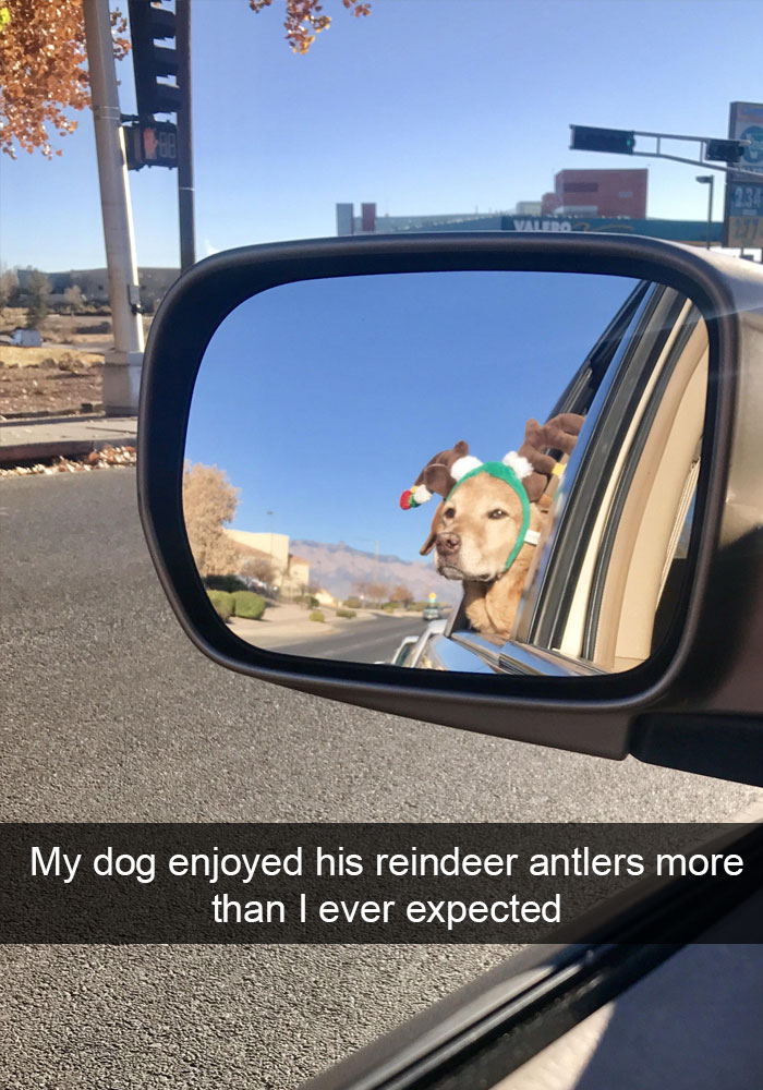 191 Hilarious Dog Snapchats That Are Impawsible Not To Laugh At (Part 4)