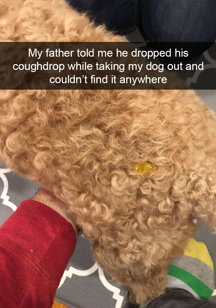 191 Hilarious Dog Snapchats That Are Impawsible Not To Laugh At (Part 4)