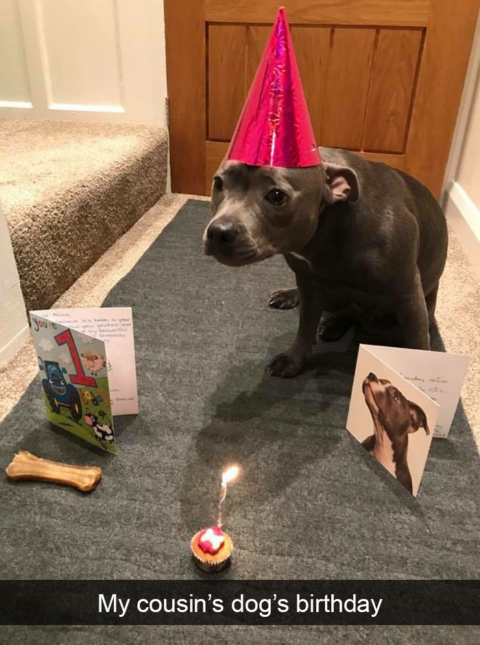 191 Hilarious Dog Snapchats That Are Impawsible Not To Laugh At (Part 4)