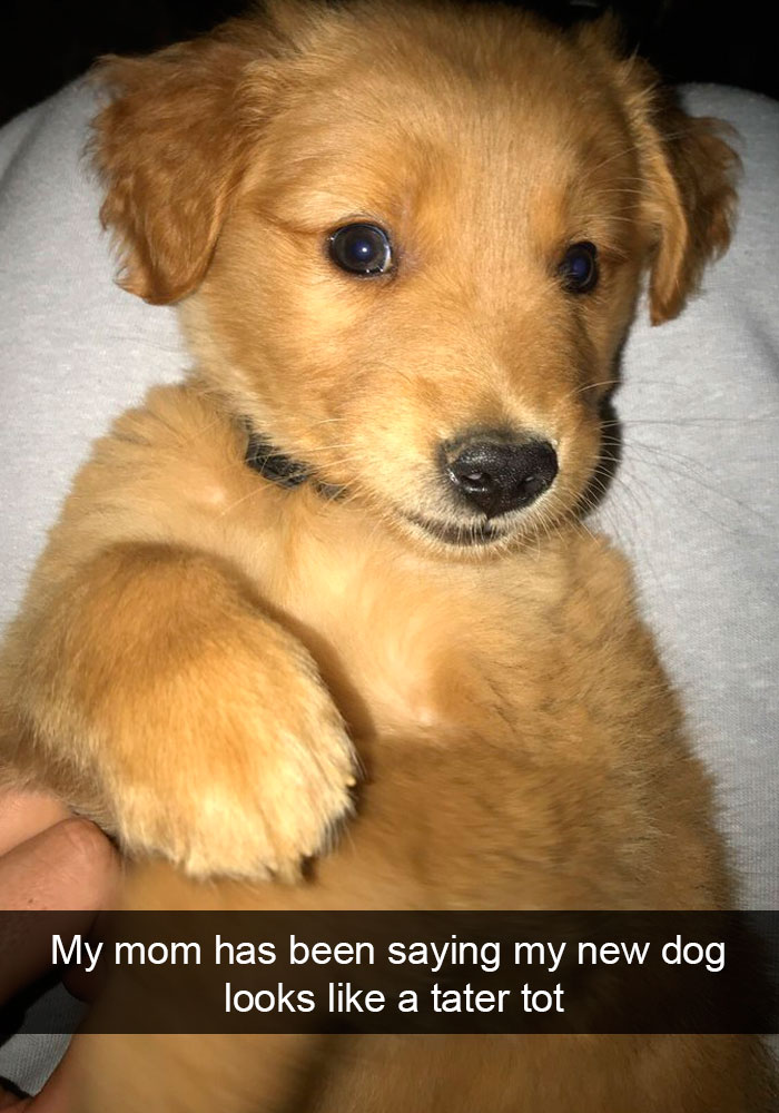 191 Hilarious Dog Snapchats That Are Impawsible Not To Laugh At (Part 4)