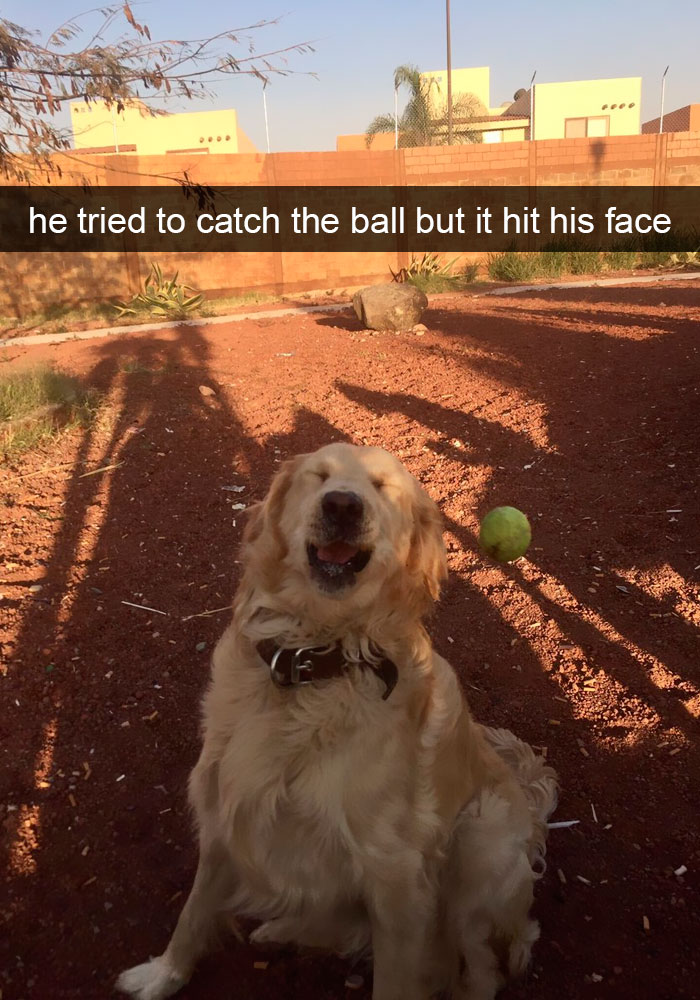 191 Hilarious Dog Snapchats That Are Impawsible Not To Laugh At (Part 4)