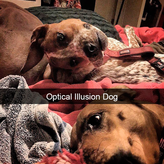 191 Hilarious Dog Snapchats That Are Impawsible Not To Laugh At (Part 4)
